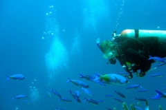 Fish and coral in Belize